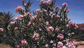 Oleander