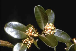 Buchsbaum