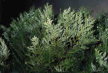Thuja