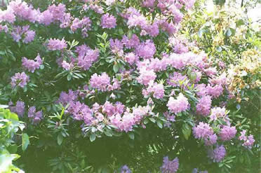 Rhodendron