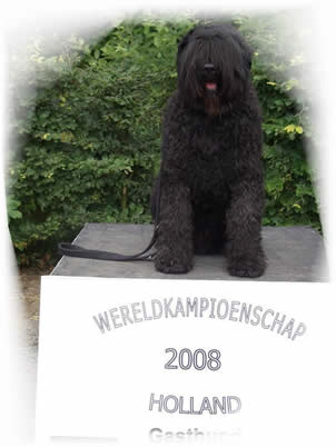 Chaco - Gast bei der Bouvierweltmeisterschaft 2008