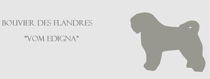 Bouvier des Flandres vom Edigna