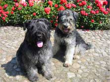 Bouvier des Flandres 